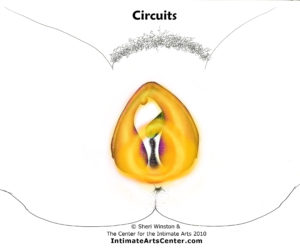 Erectile Network - Circuits