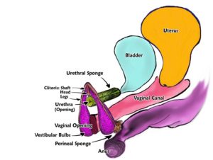 Female Ejaculation-color series-0-with anus, EN & labels (2)