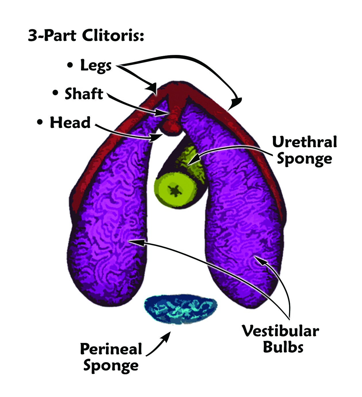 Clitoris correlation drive sexual size