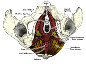 pelvis-bottom-view-w-pfm-color_-labels2