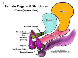 1- Female Organs & Structures- 3-4 View - labels