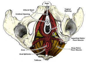 Pelvis - Bottom View - w- PFM -Color_ labels2_smaller image