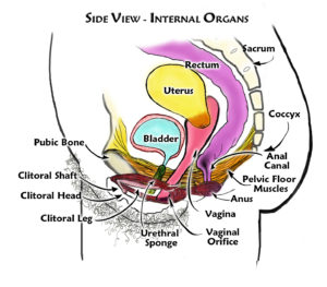 Female Internal Organs- Side View Color_ labels2