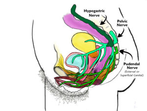 Side View w- Pudendal, Pelvic & Hypogastric Nerves_v3_labeled