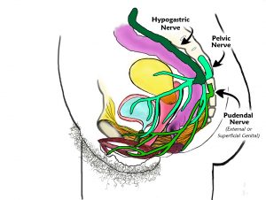 side-view-w-pudendal-pelvic-hypogastric-nerves_v3_labeled-1